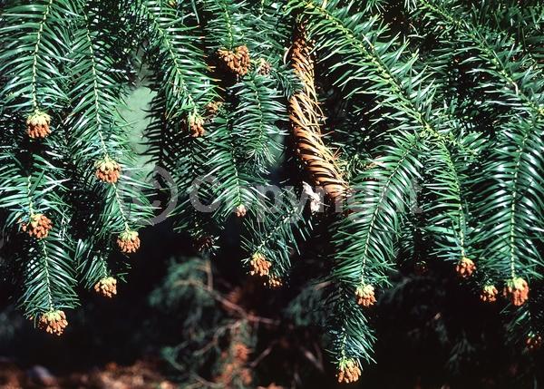 Unknown blooms; Evergreen; Needles or needle-like leaf
