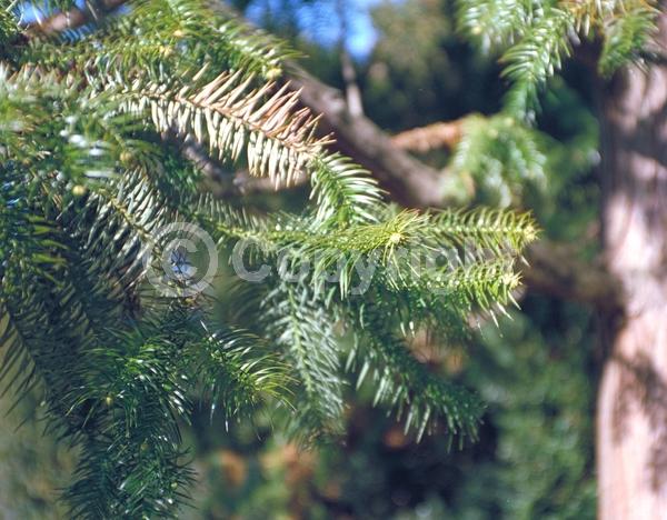 Unknown blooms; Evergreen; Needles or needle-like leaf
