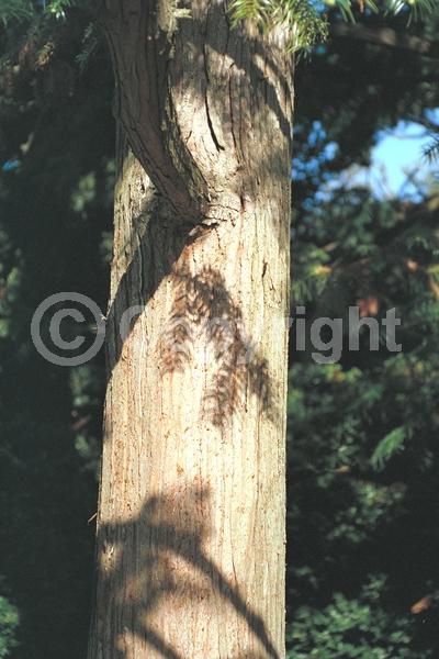 Unknown blooms; Evergreen; Needles or needle-like leaf