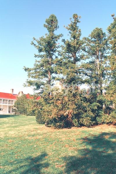 Unknown blooms; Evergreen; Needles or needle-like leaf