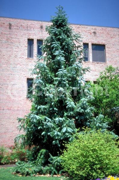 Unknown blooms; Evergreen; Needles or needle-like leaf