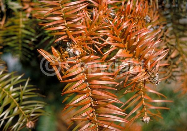 Unknown blooms; Evergreen; Needles or needle-like leaf