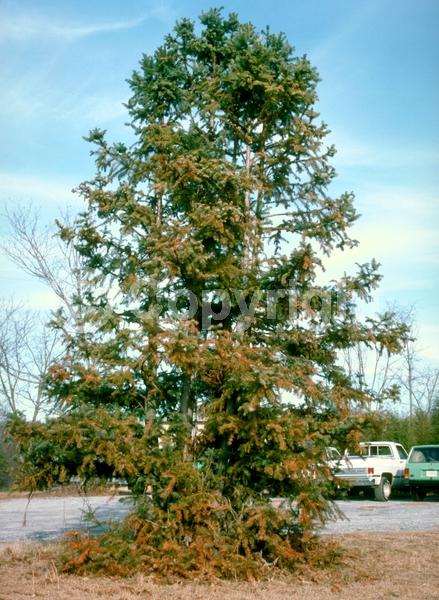 Unknown blooms; Evergreen; Needles or needle-like leaf