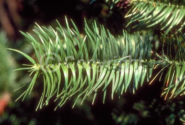 Unknown blooms; Evergreen; Needles or needle-like leaf