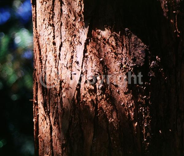 Unknown blooms; Evergreen; Needles or needle-like leaf