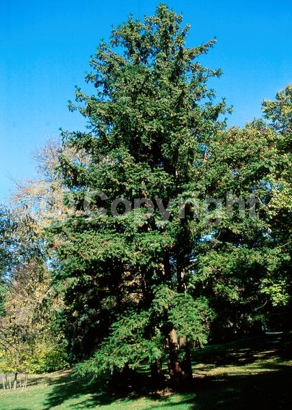 Unknown blooms; Evergreen; Needles or needle-like leaf
