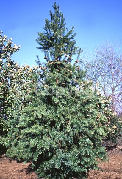 Unknown blooms; Evergreen; Needles or needle-like leaf