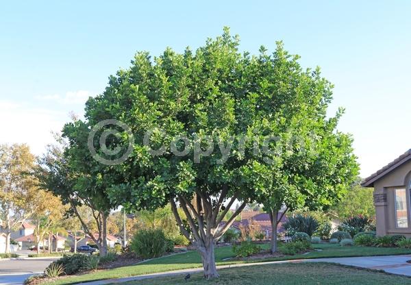 Green blooms; Evergreen; Needles or needle-like leaf
