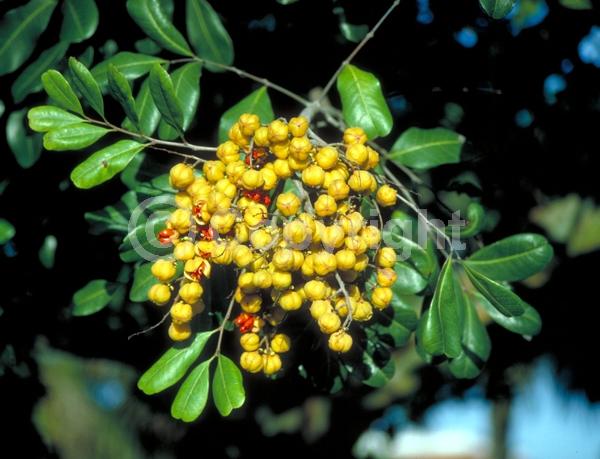 Green blooms; Evergreen; Needles or needle-like leaf