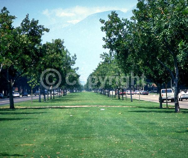 Green blooms; Evergreen; Needles or needle-like leaf