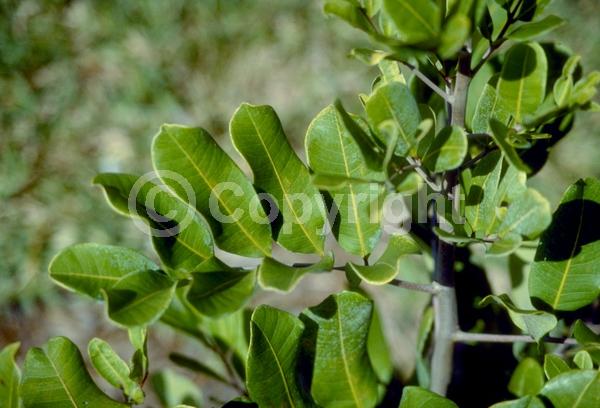 Green blooms; Evergreen; Needles or needle-like leaf