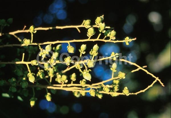 Green blooms; Evergreen; Needles or needle-like leaf