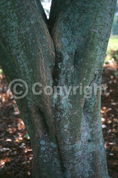 Green blooms; Evergreen; Needles or needle-like leaf