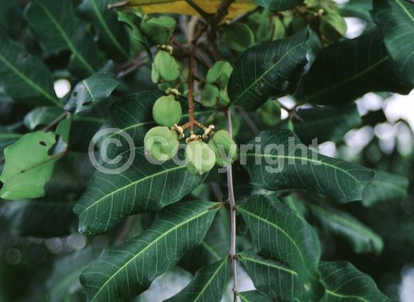 Green blooms; Evergreen; Needles or needle-like leaf