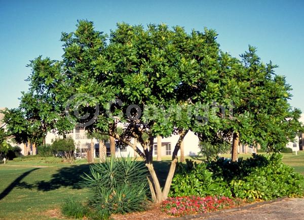 Green blooms; Evergreen; Needles or needle-like leaf
