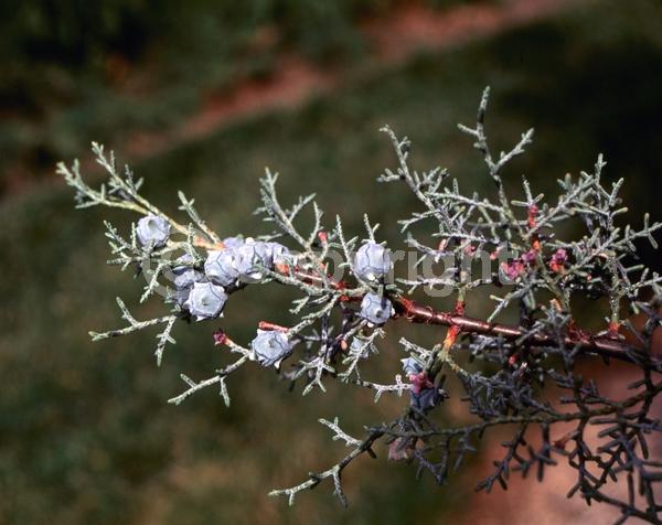 Unknown blooms; Evergreen; Needles or needle-like leaf