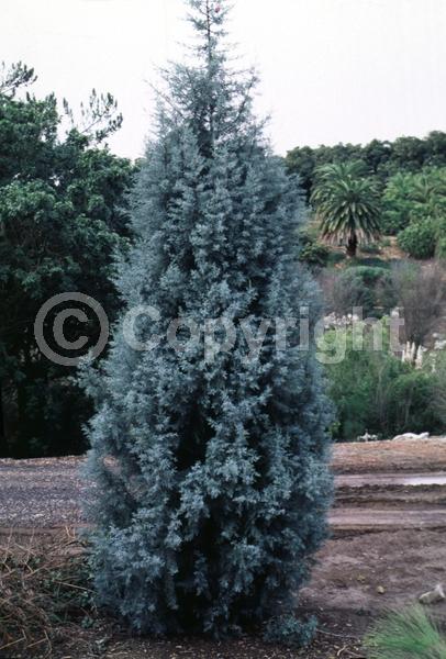 Yellow blooms; Evergreen; Needles or needle-like leaf