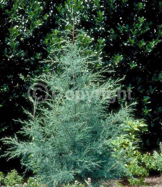 Unknown blooms; Evergreen; Needles or needle-like leaf
