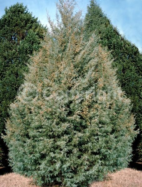 Unknown blooms; Evergreen; Needles or needle-like leaf