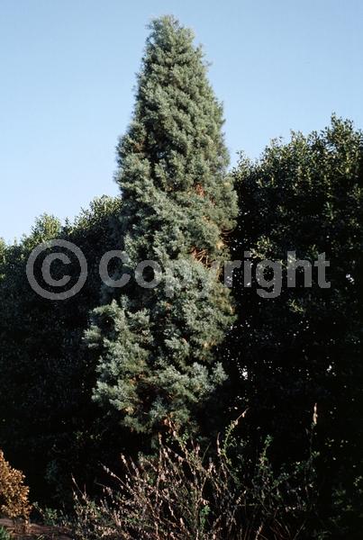 Unknown blooms; Evergreen; Needles or needle-like leaf