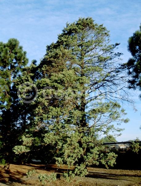 Yellow blooms; Evergreen; Needles or needle-like leaf; North American Native