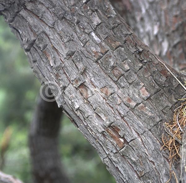 North American Native