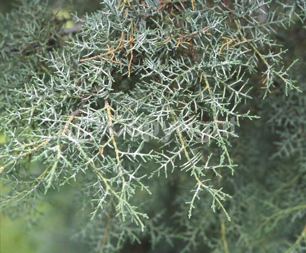 North American Native