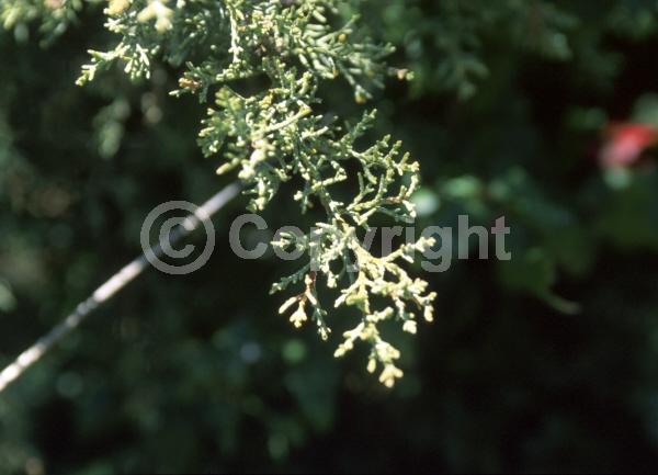 Yellow blooms; Evergreen; Needles or needle-like leaf; North American Native