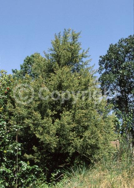 Yellow blooms; Evergreen; Needles or needle-like leaf; North American Native
