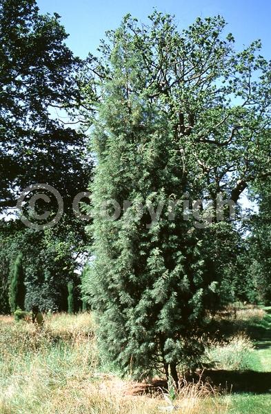Yellow blooms; Evergreen; Needles or needle-like leaf; North American Native