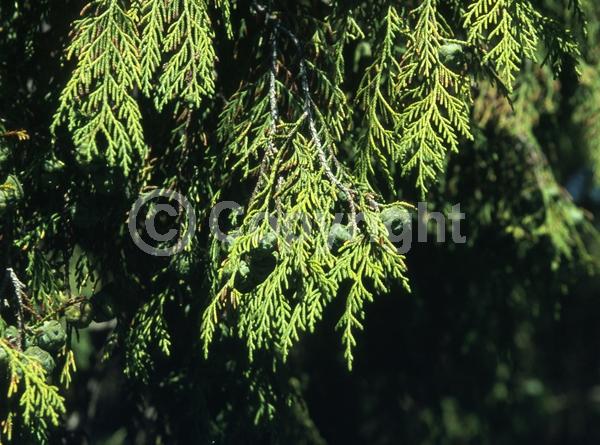 Yellow blooms; Evergreen; Needles or needle-like leaf
