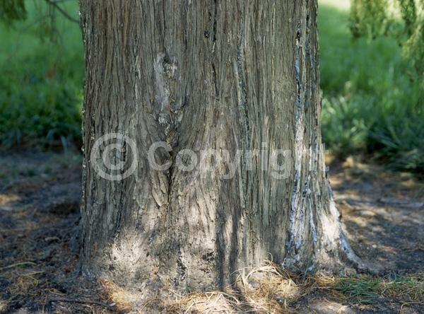 Yellow blooms; Evergreen; Needles or needle-like leaf