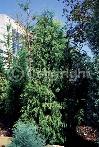 Yellow blooms; Evergreen; Needles or needle-like leaf