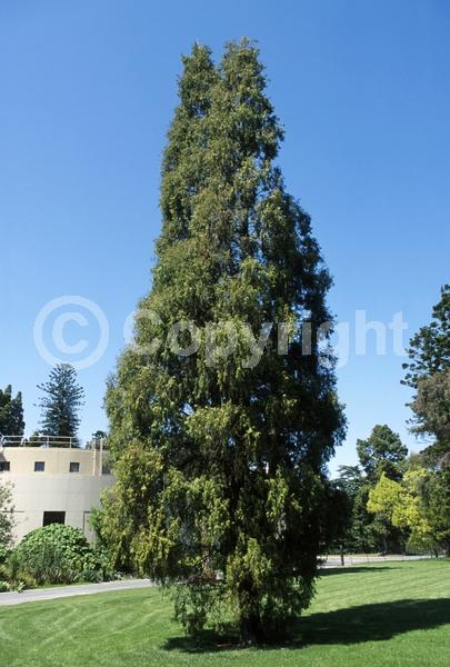 Yellow blooms; Evergreen; Needles or needle-like leaf