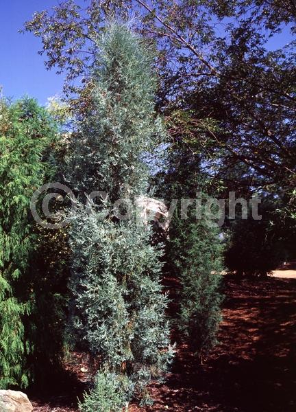 Yellow blooms; Evergreen; Needles or needle-like leaf