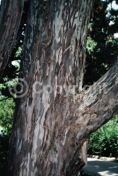 Unknown blooms; Evergreen; Needles or needle-like leaf; North American Native