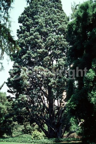 Unknown blooms; Evergreen; Needles or needle-like leaf; North American Native