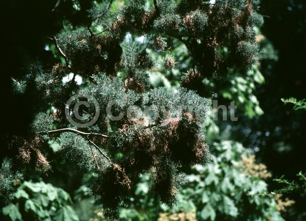 Unknown blooms; Evergreen; Needles or needle-like leaf; North American Native