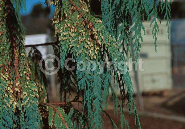 Yellow blooms; Evergreen; Needles or needle-like leaf