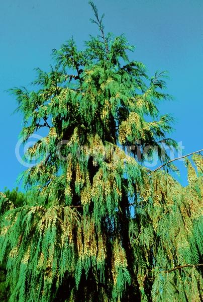 Yellow blooms; Evergreen; Needles or needle-like leaf