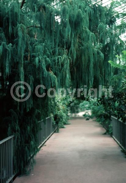 Yellow blooms; Evergreen; Needles or needle-like leaf