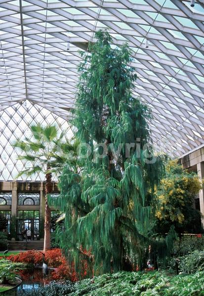 Yellow blooms; Evergreen; Needles or needle-like leaf