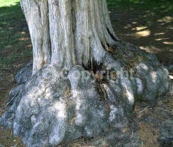 Evergreen; Needles or needle-like leaf; 