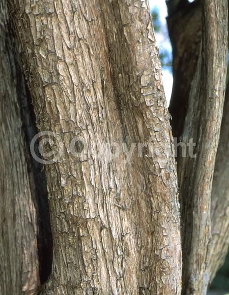 Evergreen; Needles or needle-like leaf; 