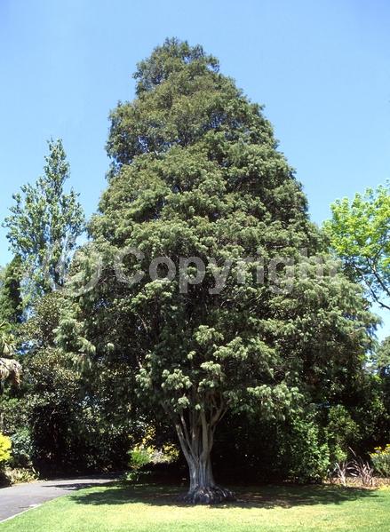 Evergreen; Needles or needle-like leaf; 