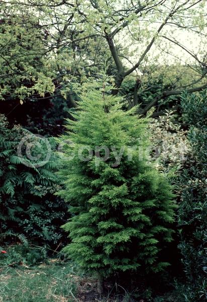 Yellow blooms; Evergreen; Needles or needle-like leaf; North American Native