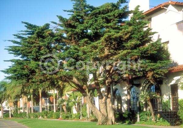 Yellow blooms; Evergreen; Needles or needle-like leaf; North American Native