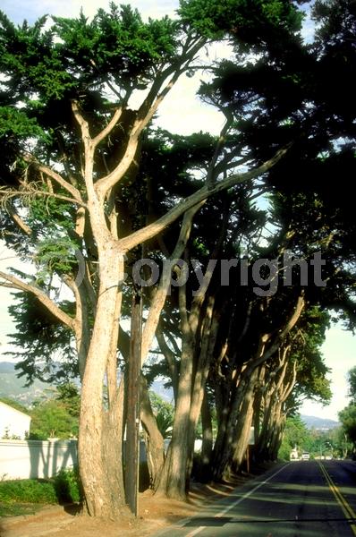 Yellow blooms; Evergreen; Needles or needle-like leaf; North American Native