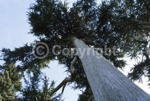Yellow blooms; Evergreen; Needles or needle-like leaf; North American Native
