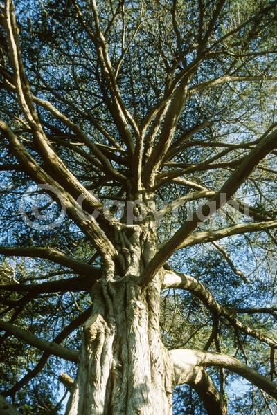Yellow blooms; Evergreen; Needles or needle-like leaf; North American Native